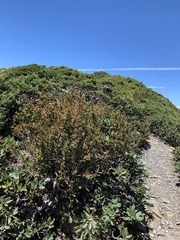 Berberis morrisonensis