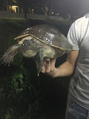 Trachemys stejnegeri