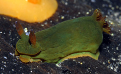 Tambja dracomus