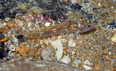 Nesogobius
