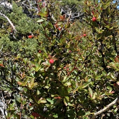 Berberis morrisonensis