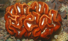 Sycozoa cerebriformis