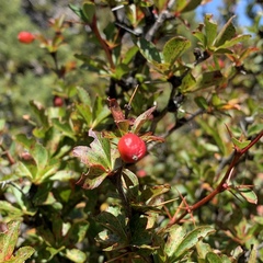 Berberis morrisonensis