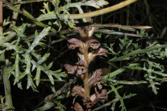 Orobanche pubescens