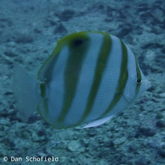 Parachaetodon ocellatus