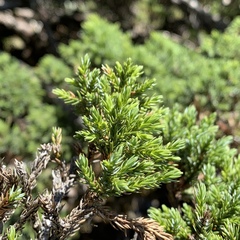 Juniperus squamata