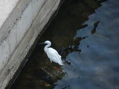 Egretta garzetta