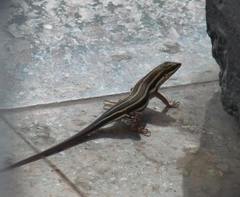 Trachylepis quinquetaeniata