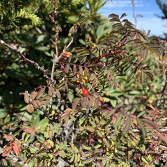 Rosa sericea morrisonensis
