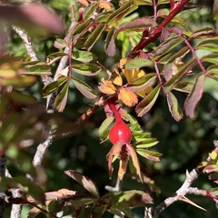 Rosa sericea morrisonensis