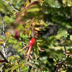 Rosa sericea morrisonensis