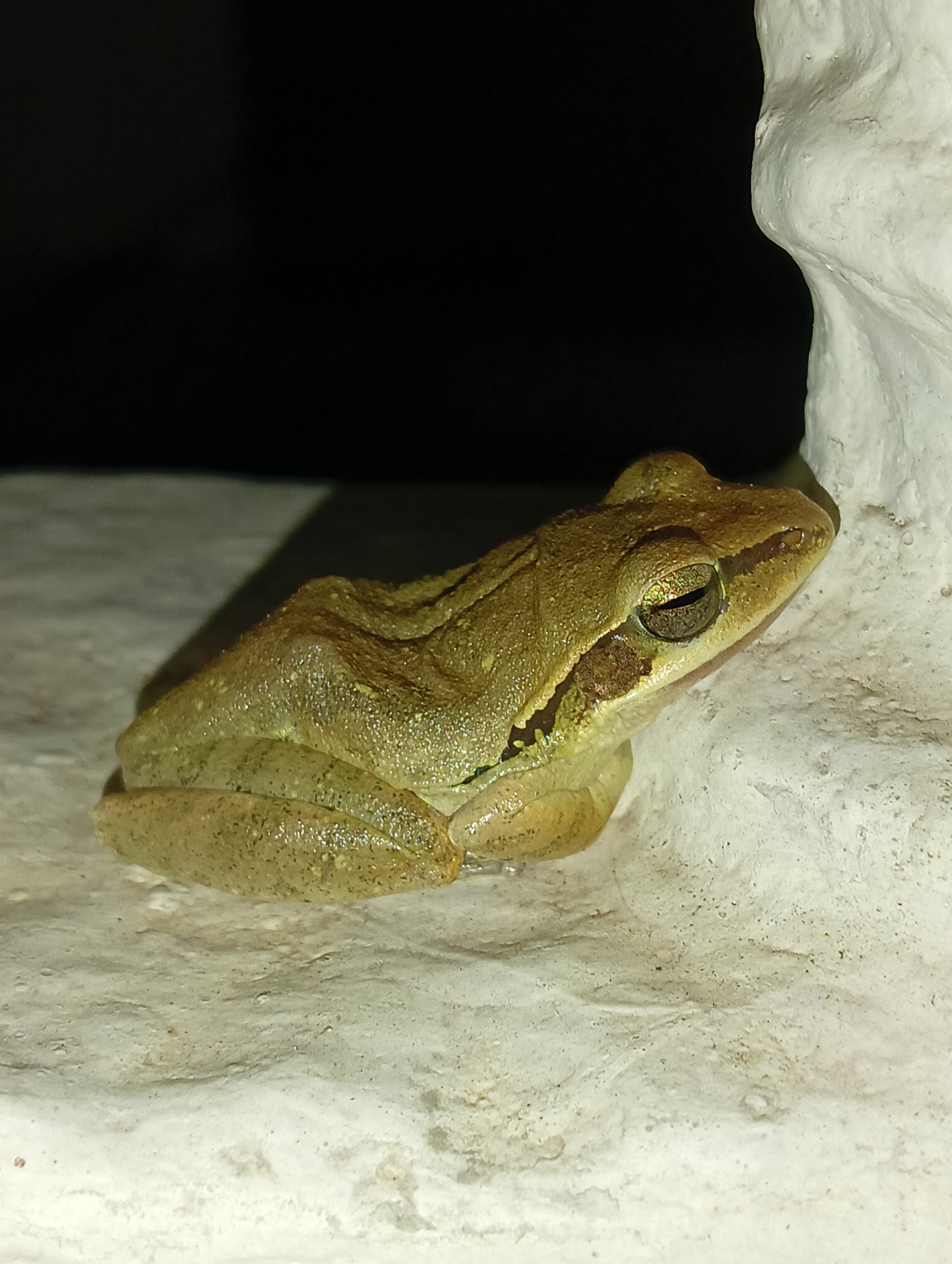 Big-Headed Whipping Frog