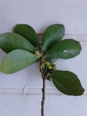 Suregada africana