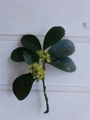 Suregada africana