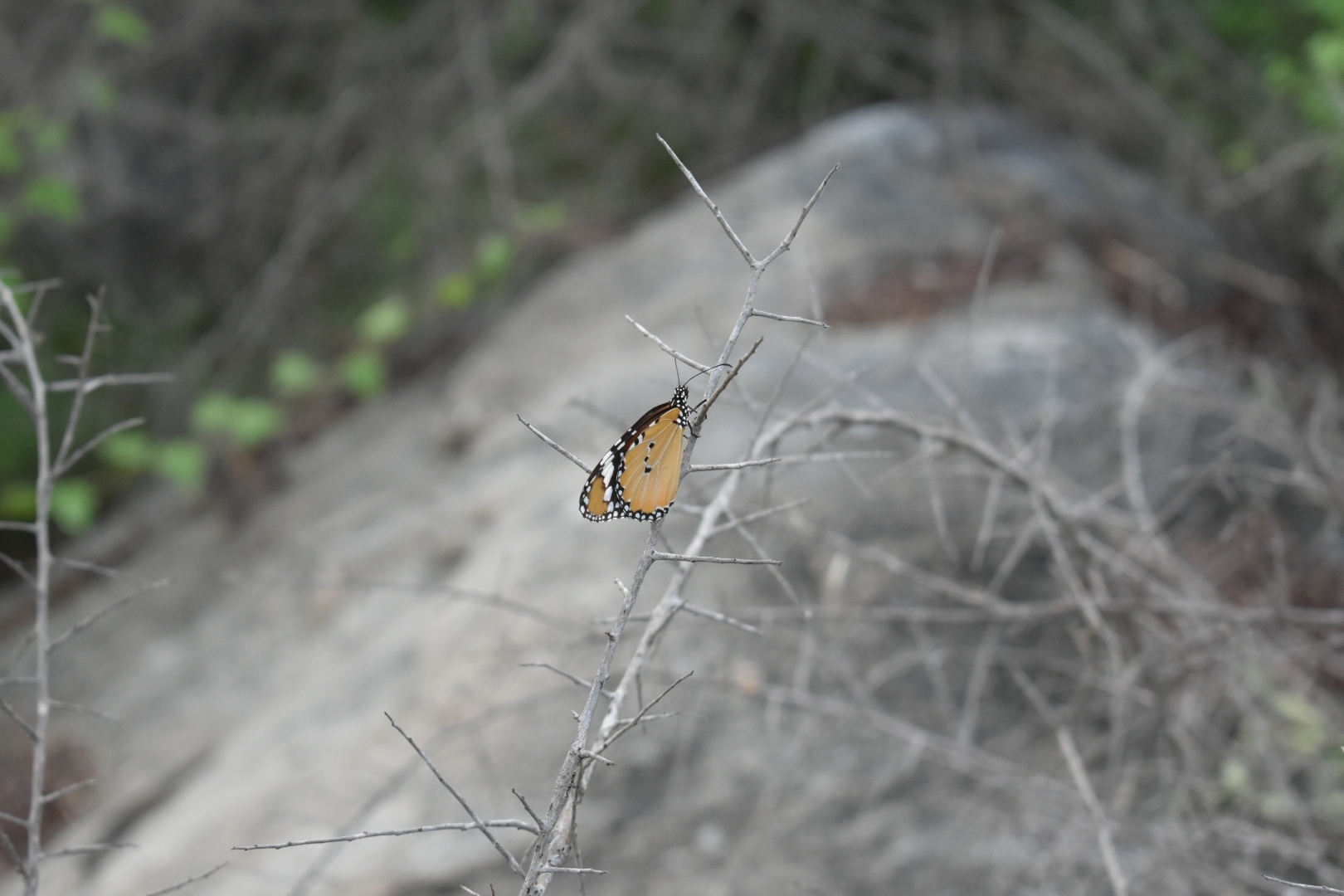 Plain Tiger