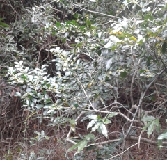 Suregada africana