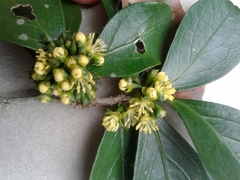 Suregada africana