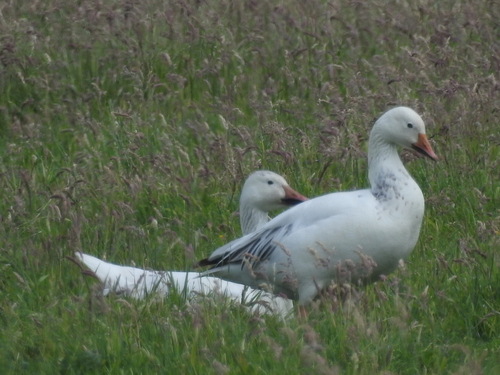 Snow Goose, Zevenhoven, Nederland, photo 9 of 10