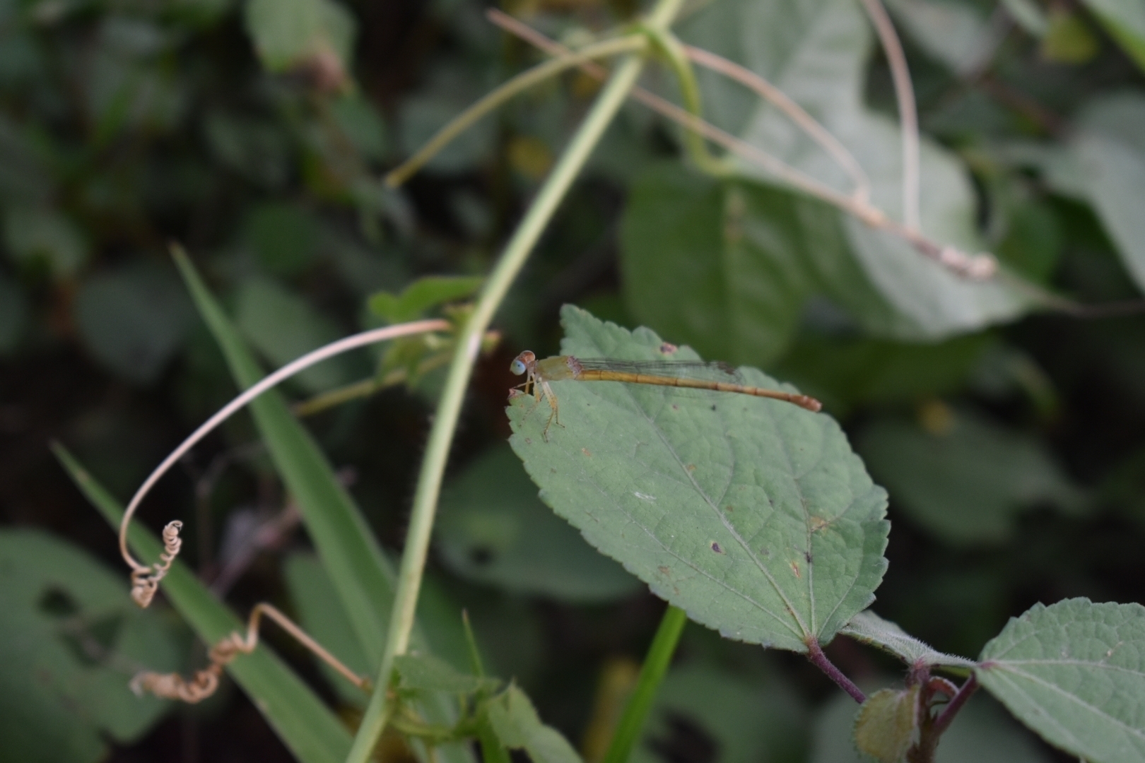 Coromandel Marsh Dart