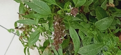 Ocimum basilicum
