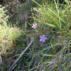 Geranium hayatanum