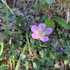 Geranium hayatanum