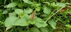 Coleus monostachyus