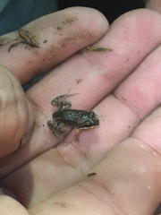 Leptodactylus albilabris