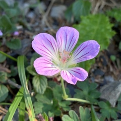 Geranium hayatanum