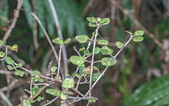 Coprosma tenuicaulis
