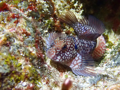 Imitator Blenny photo 1