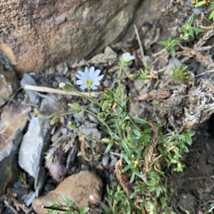 Cerastium morrisonense