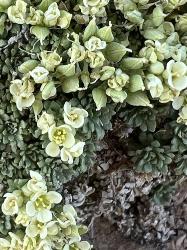 pincushion pepperwort (Lepidium nanum)
