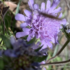 Scabiosa lacerifolia