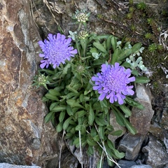 Scabiosa lacerifolia