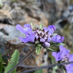 Scabiosa lacerifolia