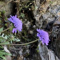Scabiosa lacerifolia