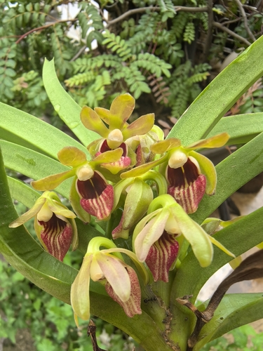 Alpine Vanda