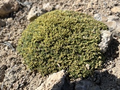 Lepidium nanum, photograph (c) Mark Pollock, some rights reserved (CC BY)