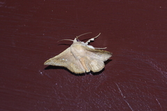 Canaea ryukyuensis