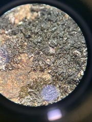 Montanelia disjuncta