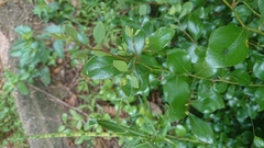Lindera akoensis