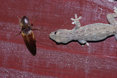 Orthostethus sieboldi