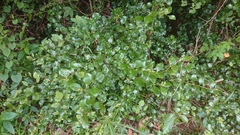 Lindera akoensis