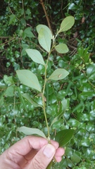 Lindera akoensis