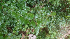 Lindera akoensis