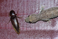 Orthostethus sieboldi