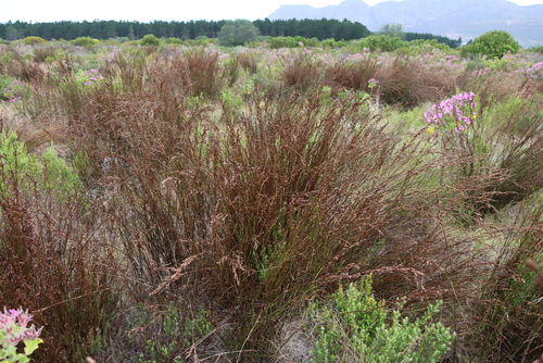 Restio bifurcus (Restio bifurcus)