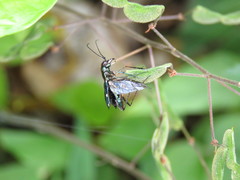 Odontocheila chrysis