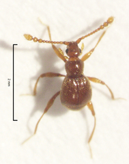 Gerallus punctipennis